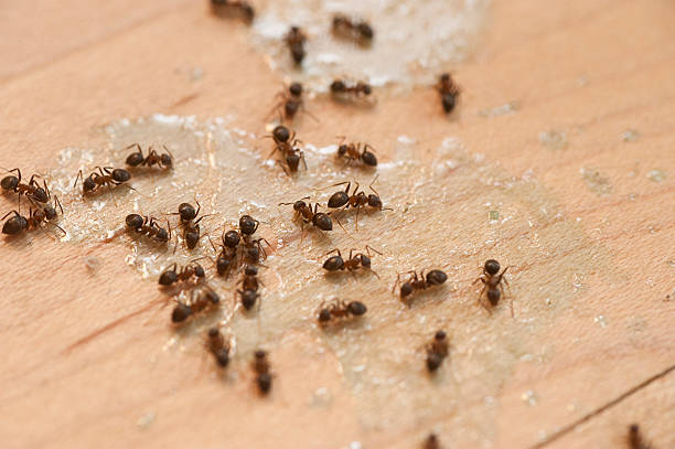 Best Mosquito Control Services  in Edgemere, MD